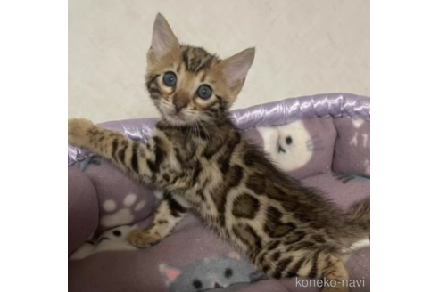 販売中の愛知県のその他の猫種-96644の2枚目